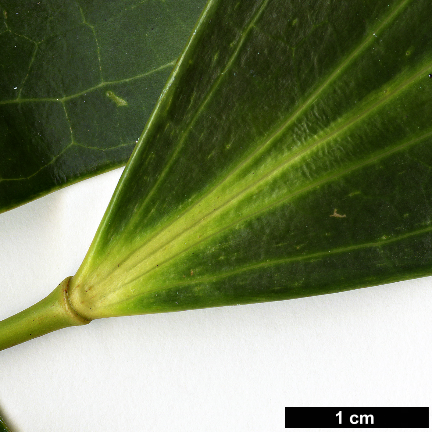 High resolution image: Family: Berberidaceae - Genus: Mahonia - Taxon: gracilipes